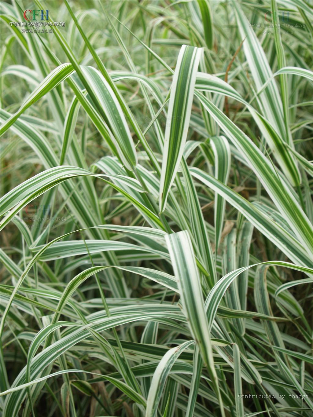 Phalaris arundinacea var. picta