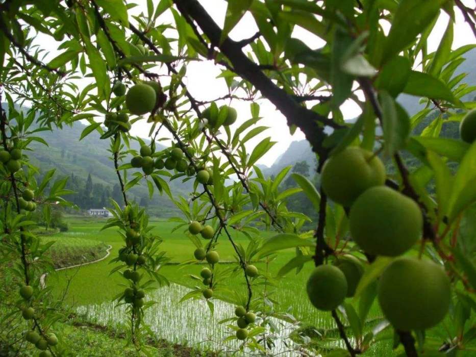 清鎮酥李