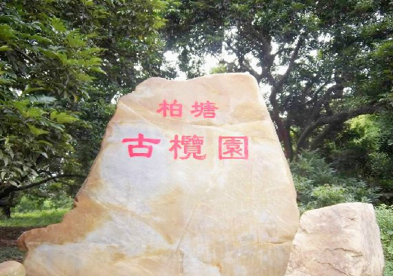 柏塘古欖園