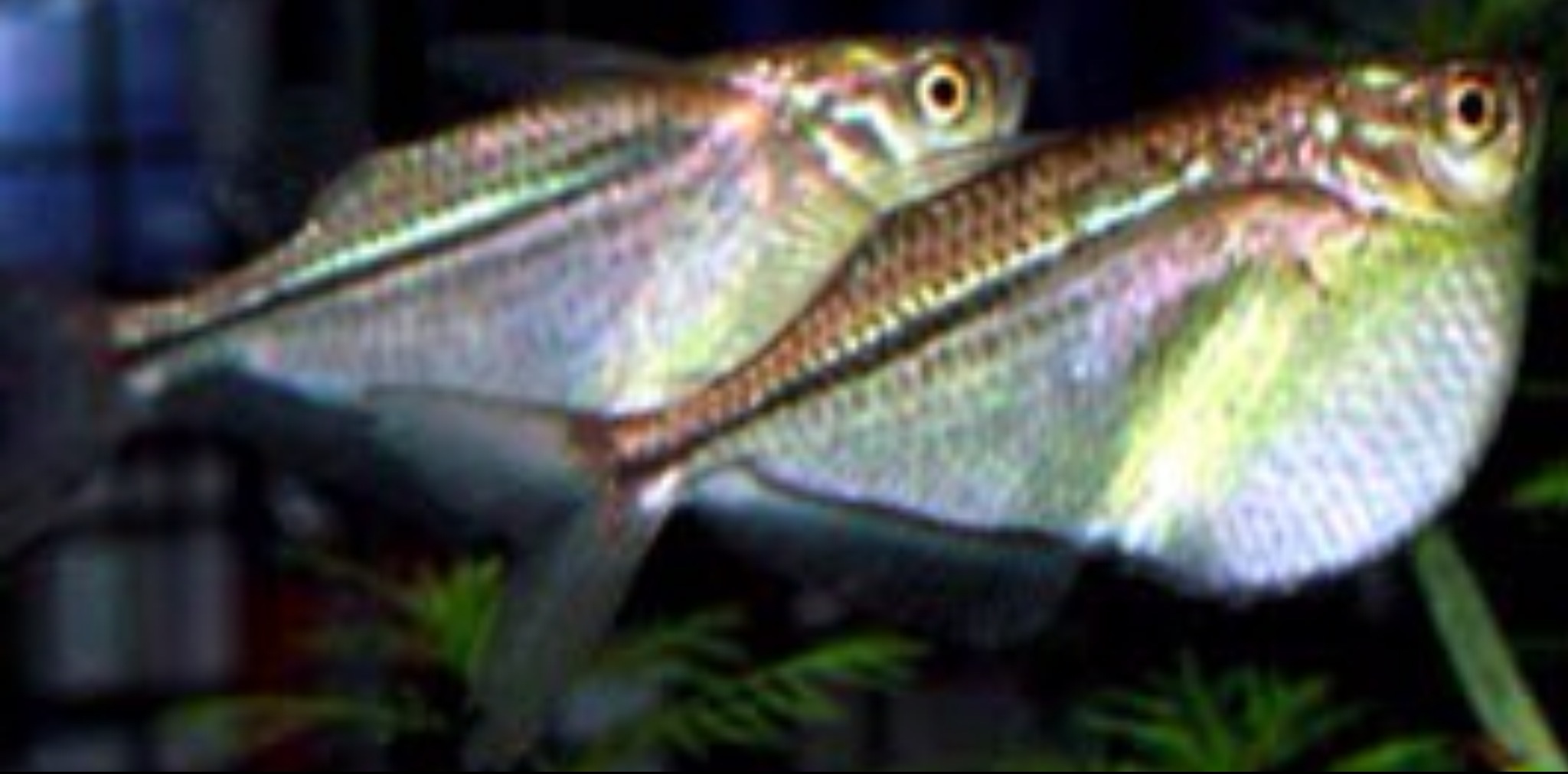 胸斧魚 Gasteropelecus sternicla