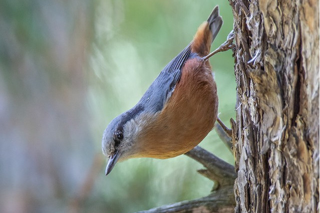 克什米爾鳾