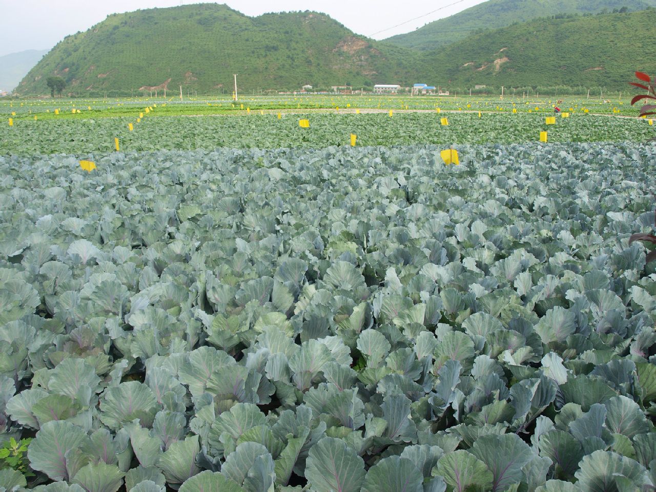 太白山牌蔬菜