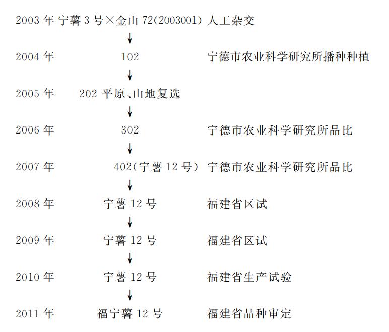 福寧薯12號