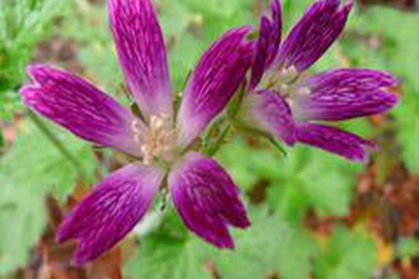 Geranium × oxonianum \x27Thurstonianum\x27