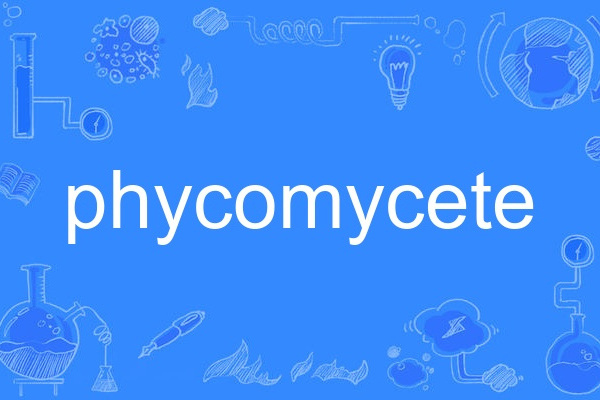 phycomycete