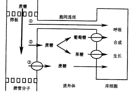 韌皮部運輸