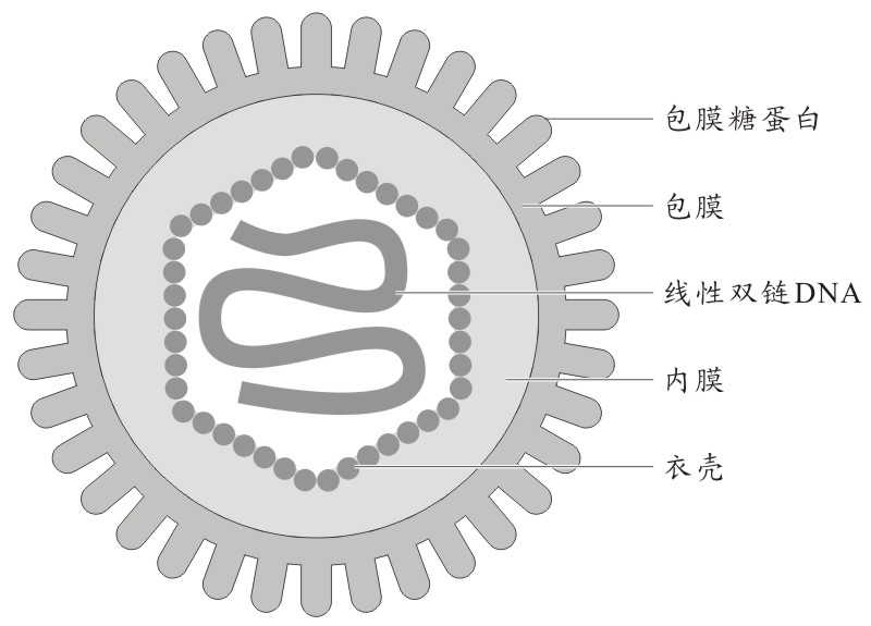 HSV-1結構