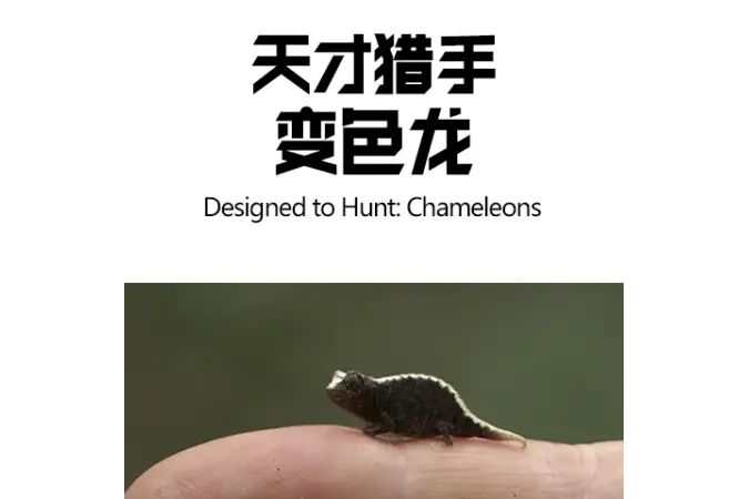 天才獵手：變色龍