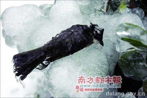 2016年雪災被凍死的鳥（氣溫跌至零下5攝氏度）