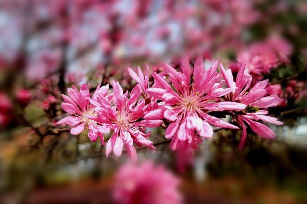 菊花桃北植