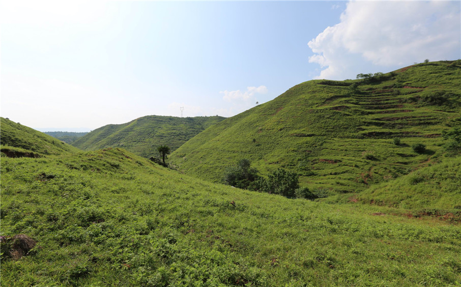 竹山鄖巴黃牛