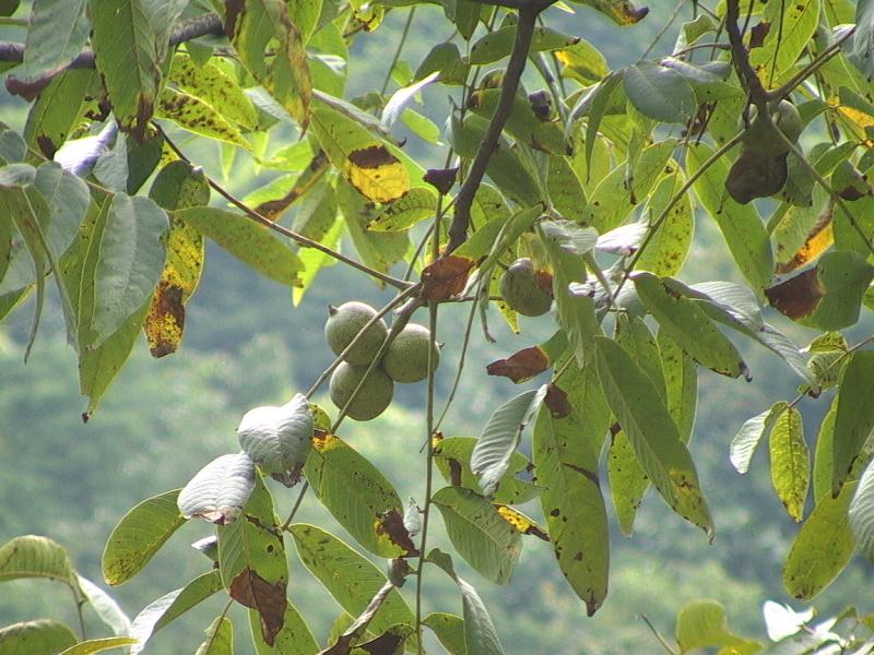 喜坪村泡核桃種植