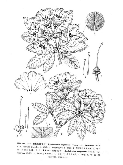 紫血杜鵑（變種）