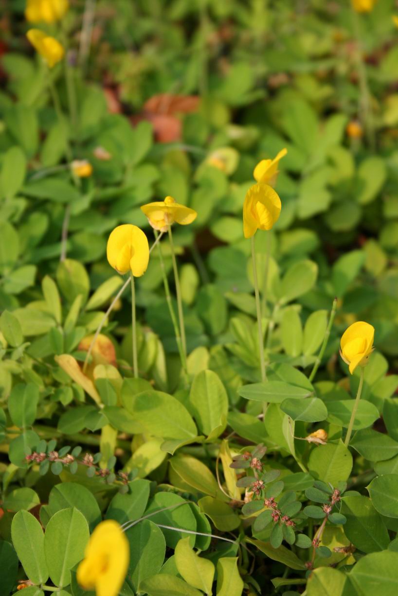 蔓花生(金花生)