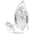 盤前睪平形吸蟲