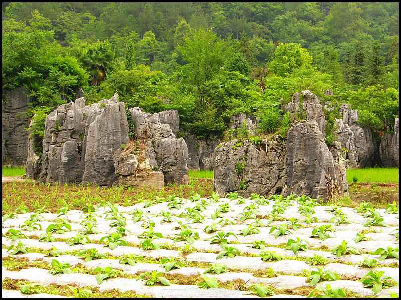 中里村(湖南省張家界市桑植縣西蓮鄉下轄行政村)