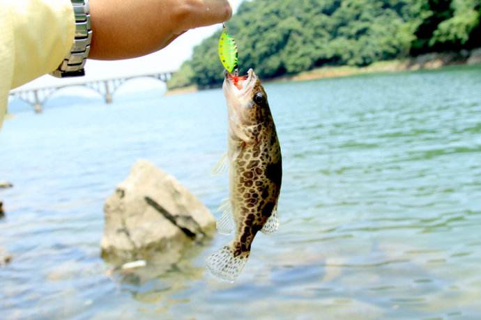 秋浦花鱖