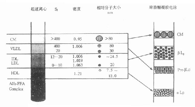 超速離心法與電泳法分離血漿脂蛋白