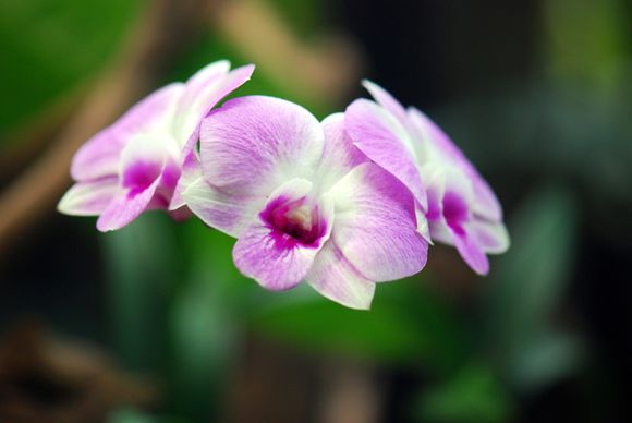 蘭科植物 特徵 習性 種類 春蘭 蕙蘭 建蘭 寒蘭 墨蘭 藥用價值 中文百科全書