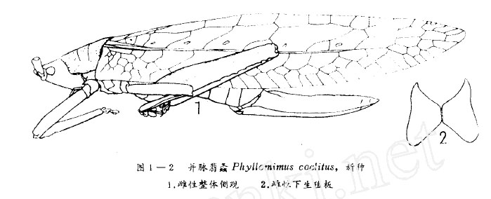 並脈翡螽