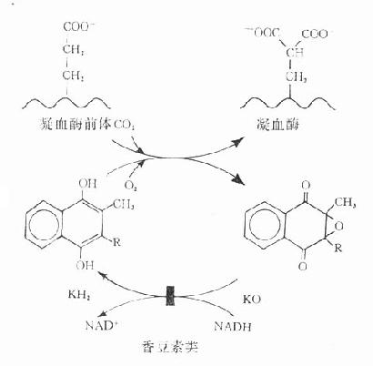 抗纖溶劑