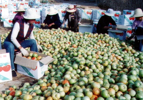 華沖鎮