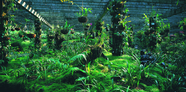 仙湖植物園