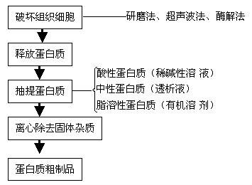 蛋白質的分離純化