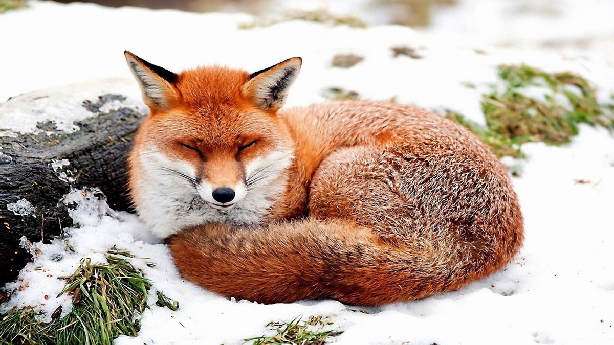 紅褐色赤狐-145