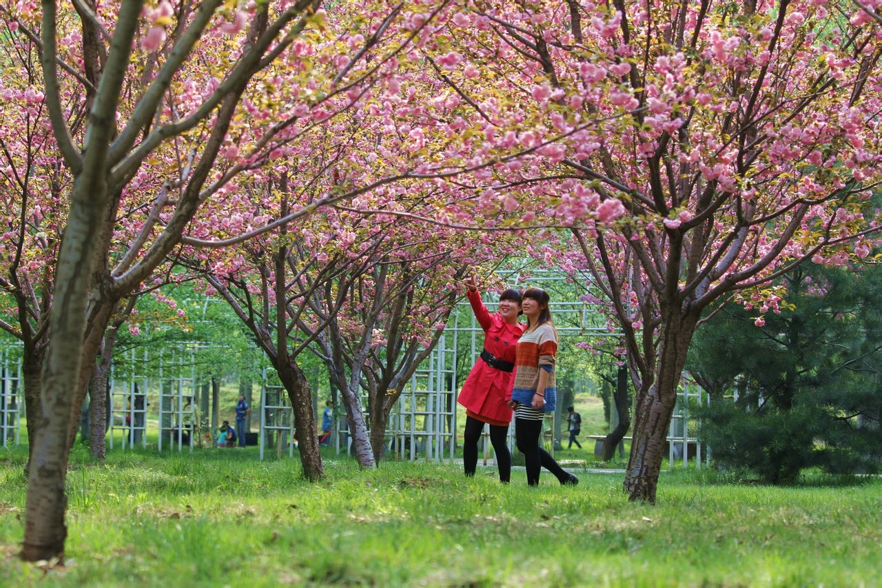 櫻花園