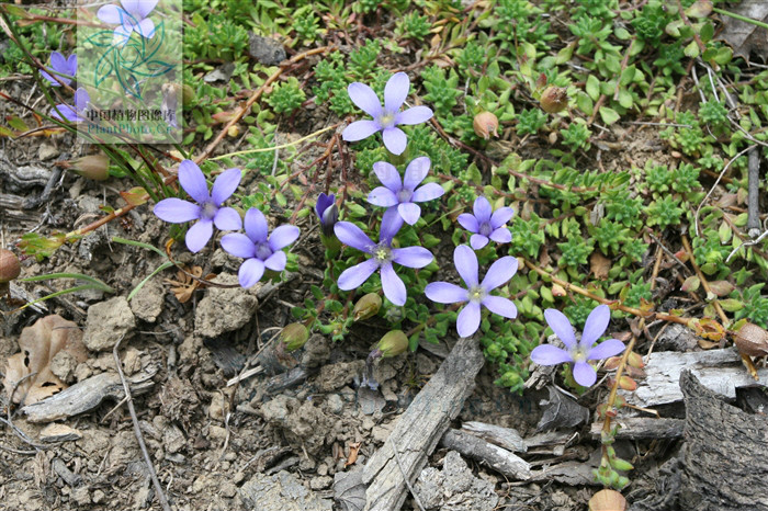 光萼藍鐘花（變種）