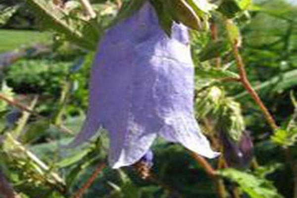 Campanula \x27Summertime Blues\x27