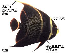 法國神仙魚