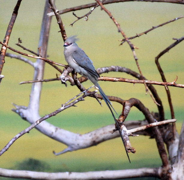 藍枕鼠鳥(圖4)