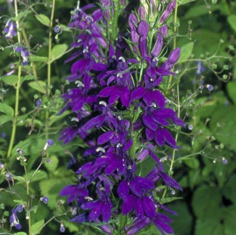 Lobelia × speciosa \x27Wildwood Splendor\x27