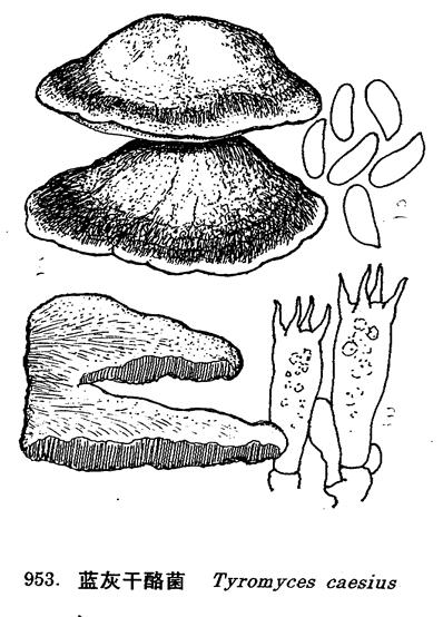 藍灰乾酪菌