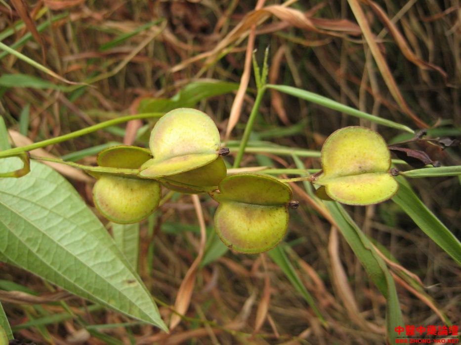 薯蕷屬