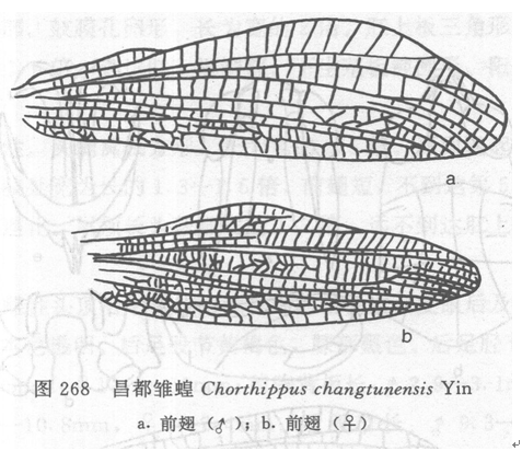 昌都雛蝗