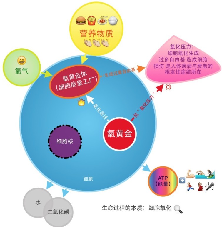 氧黃金——細胞心肺功能的標誌