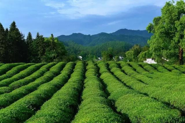 婺源茶園