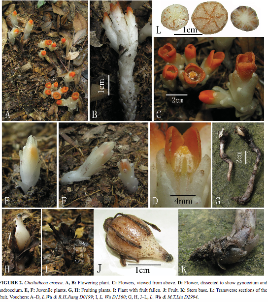 Cheilotheca crocea