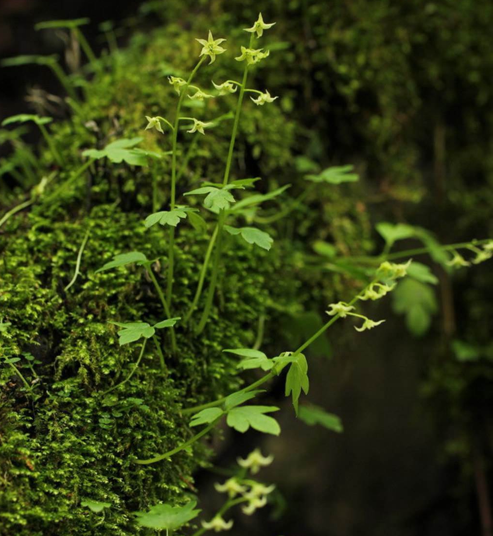 四福花