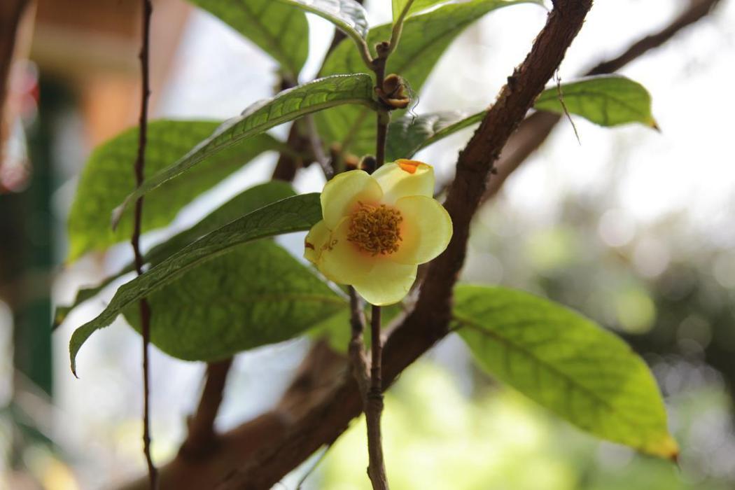 凹脈金花茶無性系24號