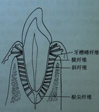 牙槽嵴纖維