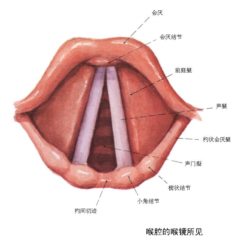 聲帶麻痹