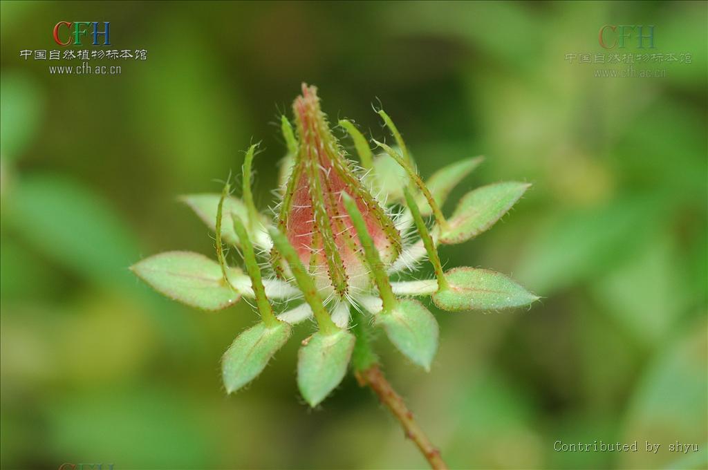 刺芙蓉