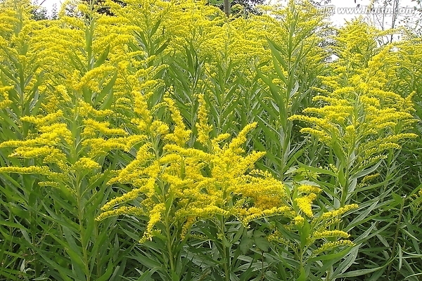 黃鶯花