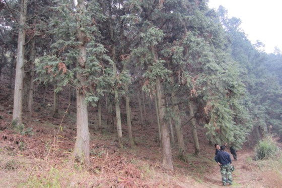 廣西融安縣西山林場國家杉木種苗基地