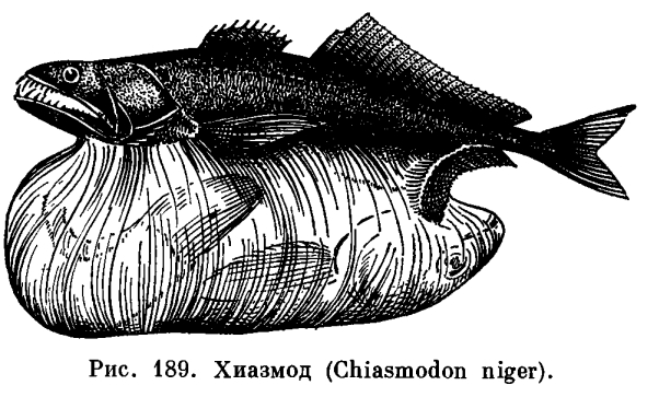 叉齒鱚 Chiasmodon niger