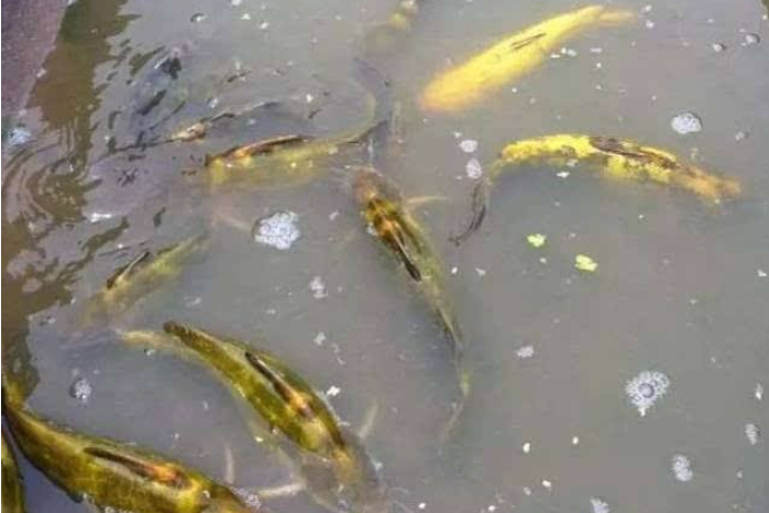 池塘主養黃顙魚技術